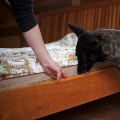 Bettwanzen-Spürhund von Sonja Rolauf bei der Arbeit