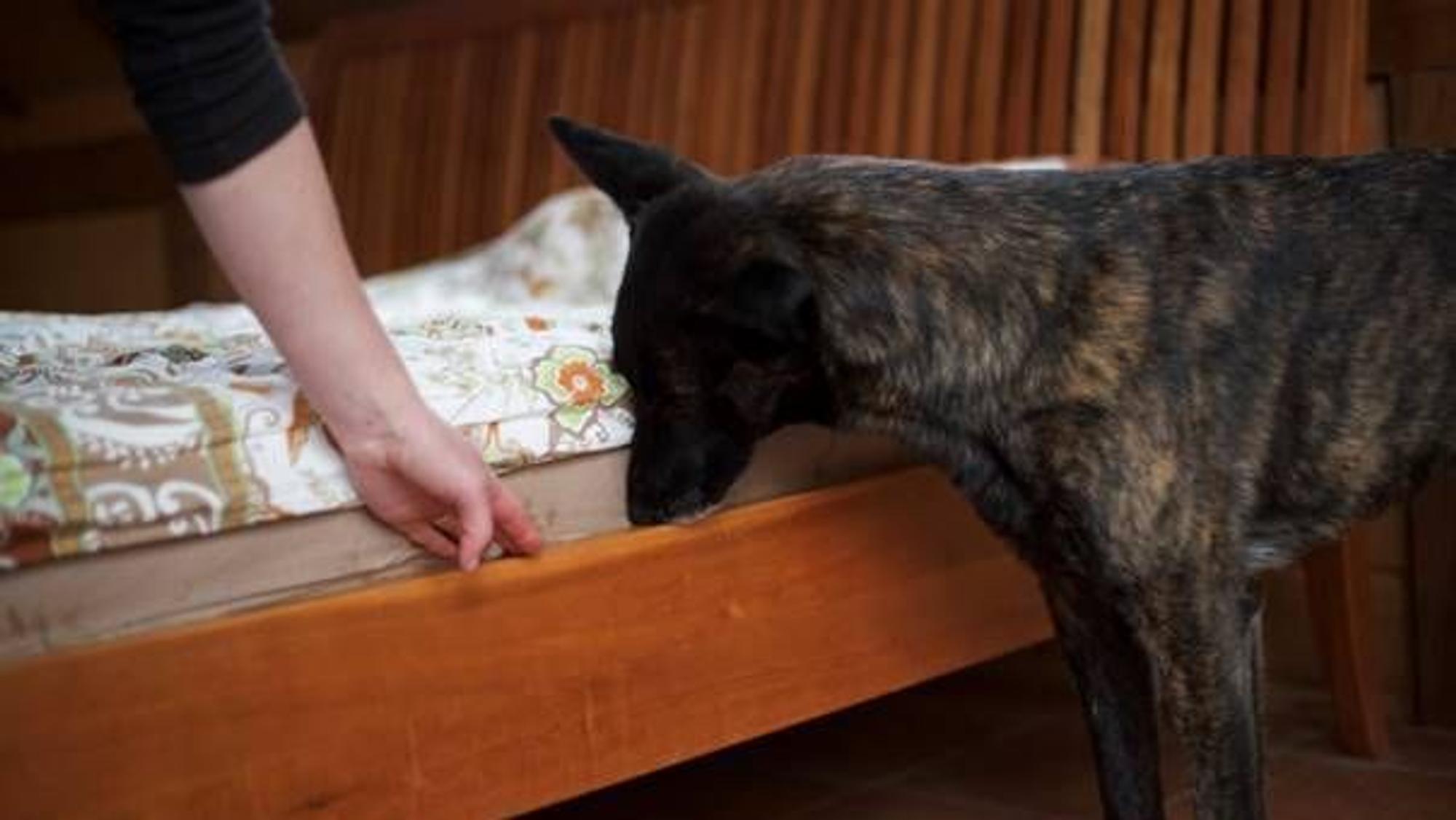 Bettwanzen-Spürhund von Sonja Rolauf bei der Arbeit