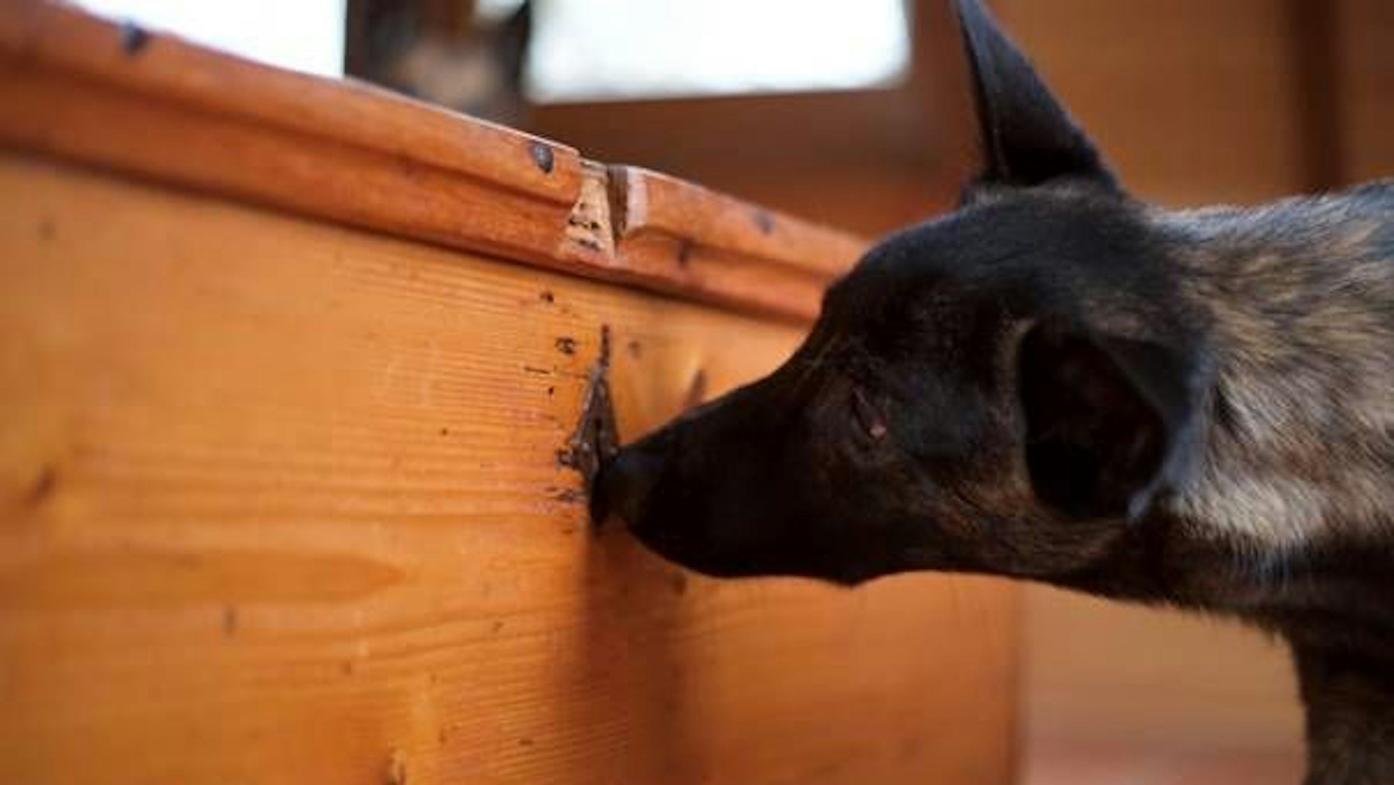 Ein Bettwanzen-Spürhund schnüffelt einen Schrank ab.
