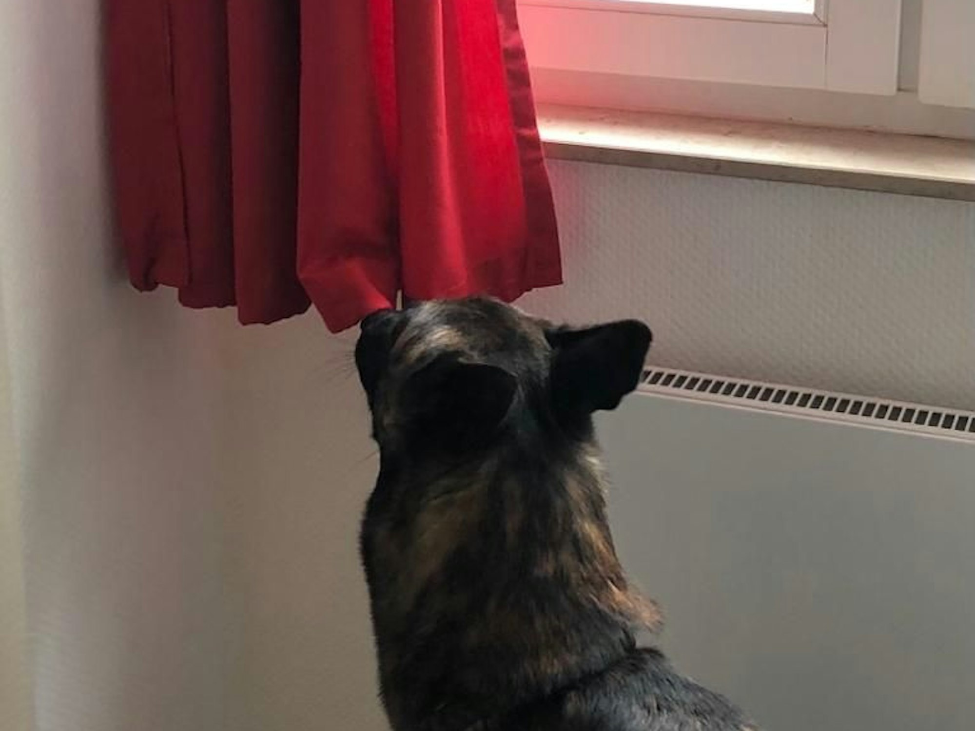 Ein Bettwanzen Spürhund von Sonja Rolauf schnüffelt eine Gardine ab.