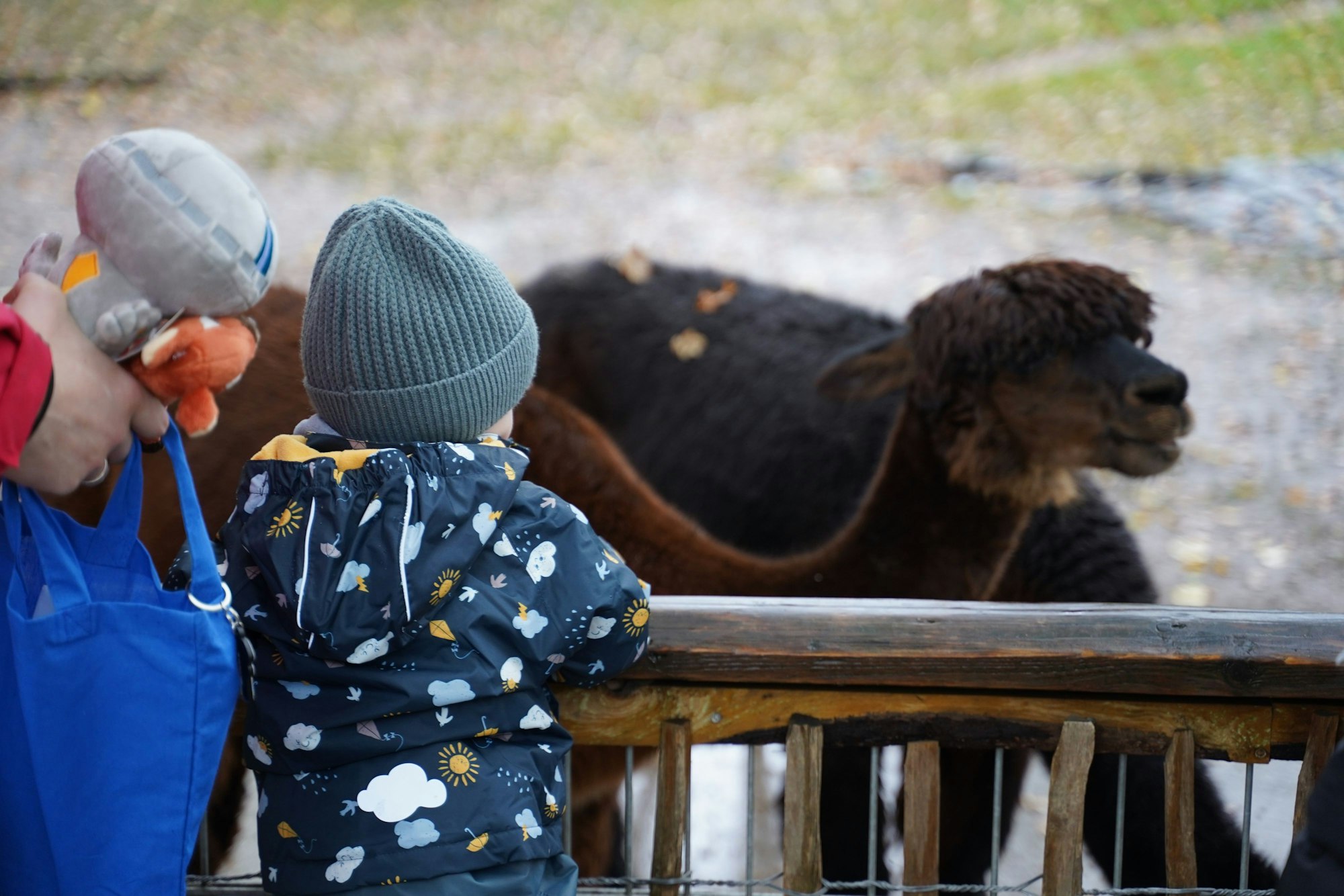Mika vor dem Alpaka-Gehege.