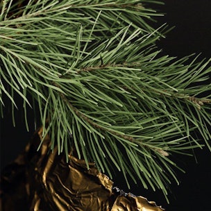 Weihnachtliche Philharmonie