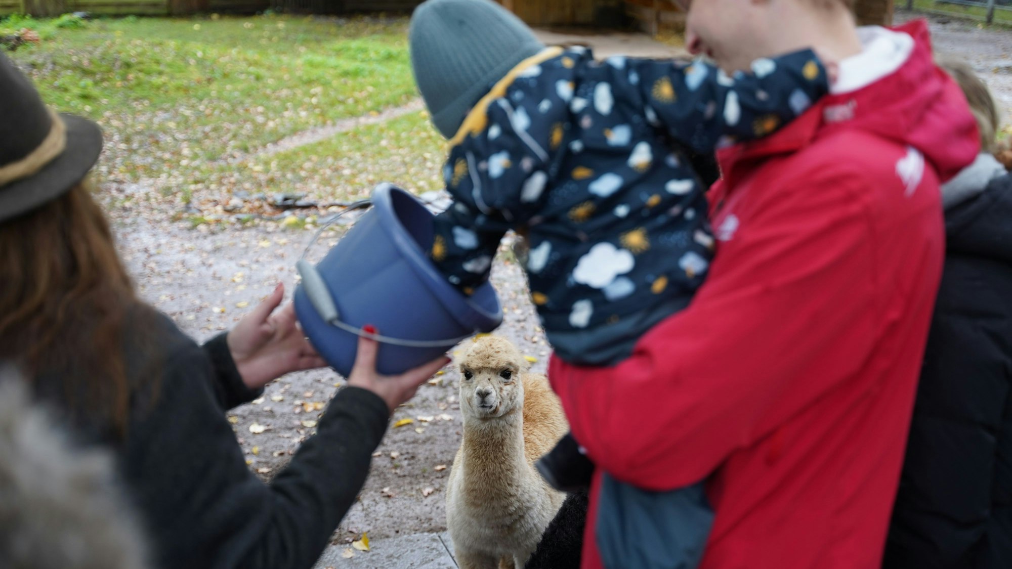 Mika, auf dem Arm seines Vaters, greift in den Futtereimer.
