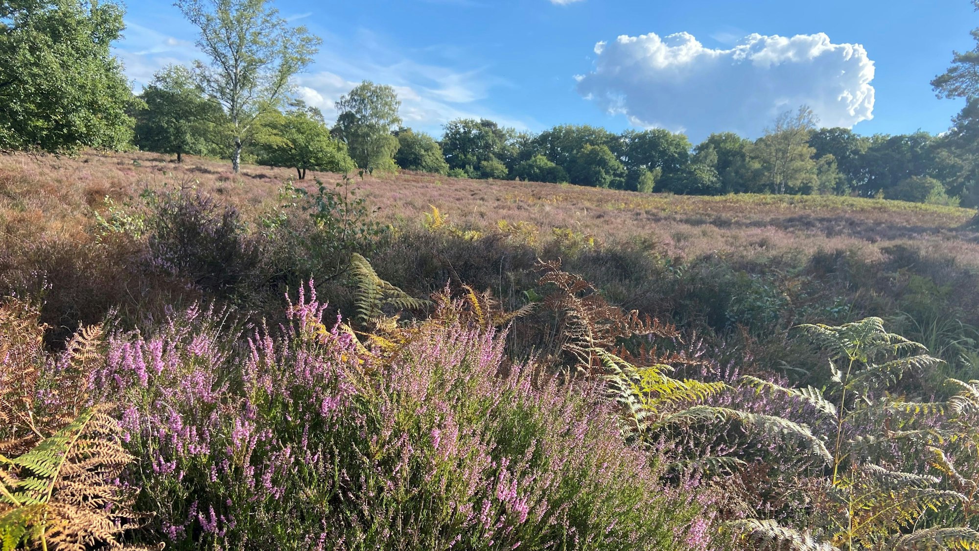 Ein blauer Himmel mit weißen Wolken spannt sich über einer Heidelandschaft mit typischem Heidekraut im Vordergrund.