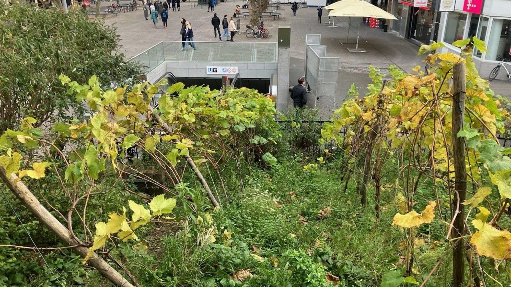 Umgeknickte Rebreihen am Weinberg auf dem Chlodwigplatz