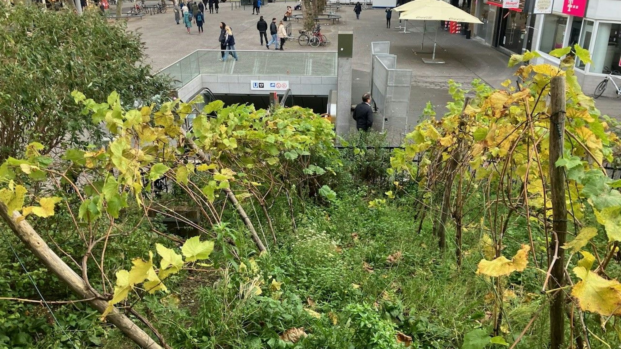 Umgeknickte Rebreihen am Weinberg auf dem Chlodwigplatz