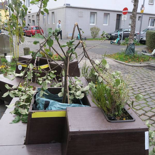 Abgeknickte Bäumchen stecken in den Beeten von zwei Bank-Beet-Kombinationen in Humboldt-Gremberg.