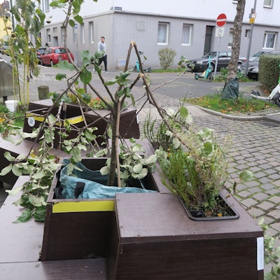 Abgeknickte Bäumchen stecken in den Beeten von zwei Bank-Beet-Kombinationen in Humboldt-Gremberg.