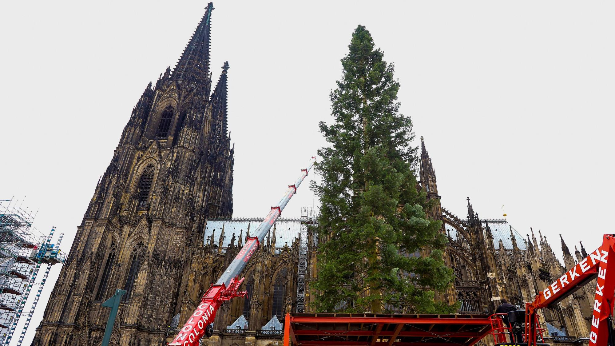 Der 25 Meter hohe Weihnachtsbaum für den Weihnachtsmarkt am Dom wird aufgebaut.