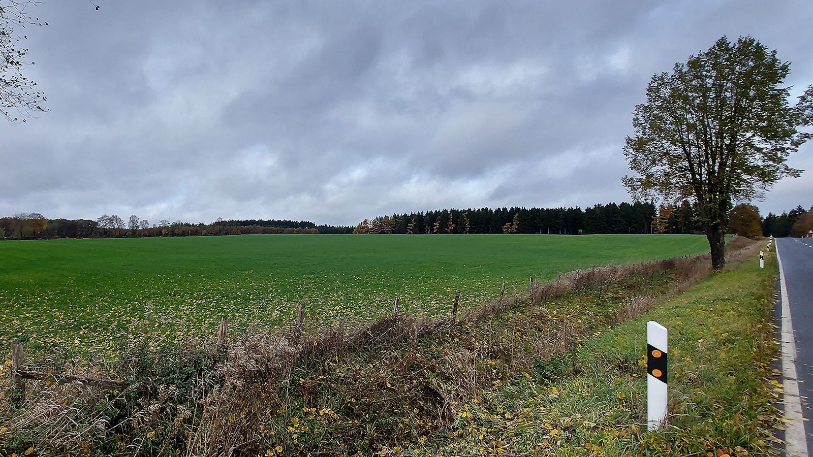 Das Bild zeigt eine Wiese an einer Straße, im Hintergrund ist der Waldrand zu erkennen.