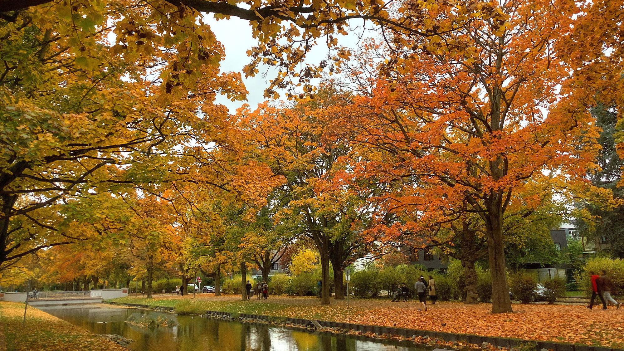 Herbstliche Stimmung am Rautenstrauch Kanal in Lindenthal.