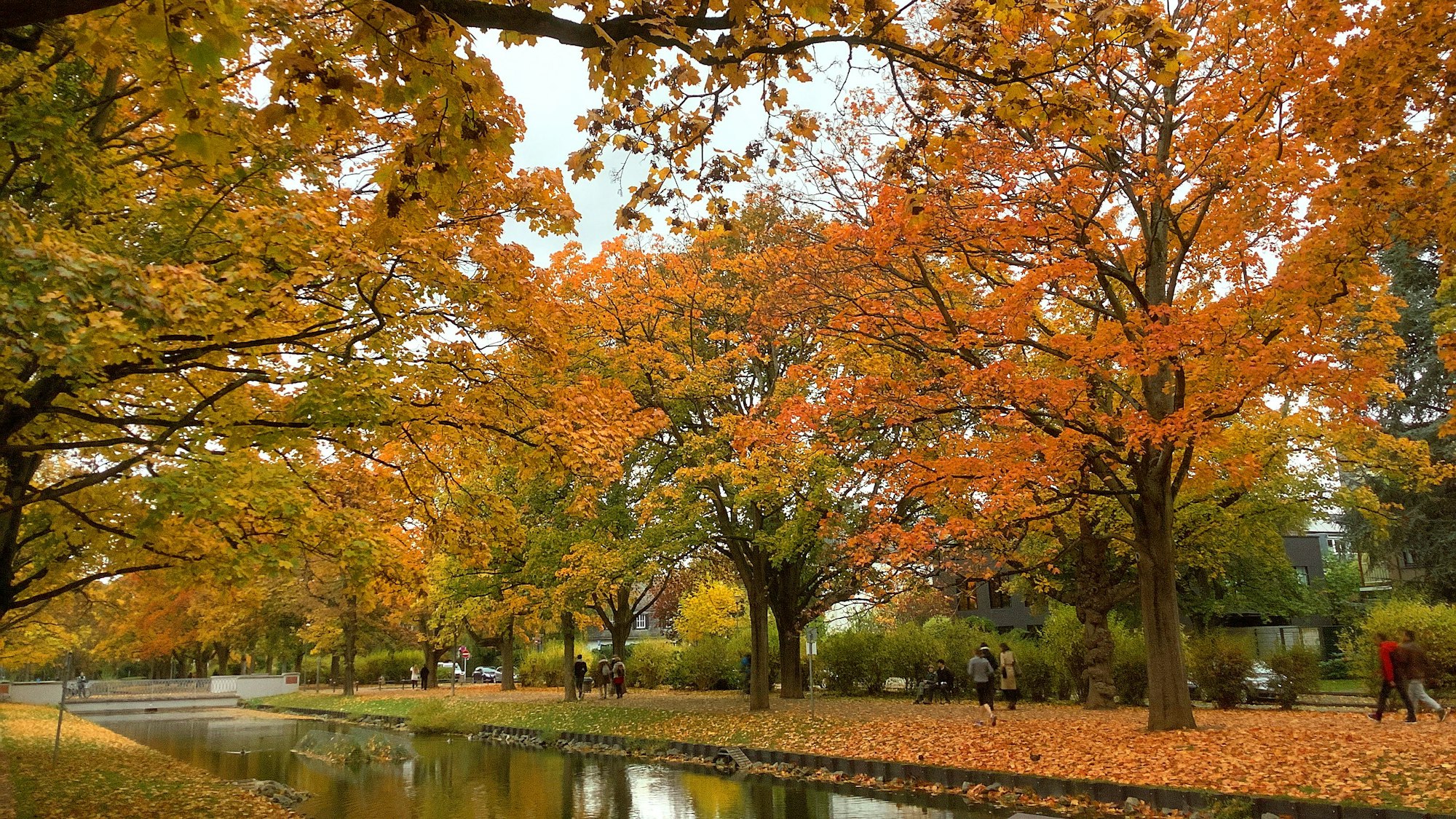 Herbstliche Stimmung am Rautenstrauch Kanal in Lindenthal.