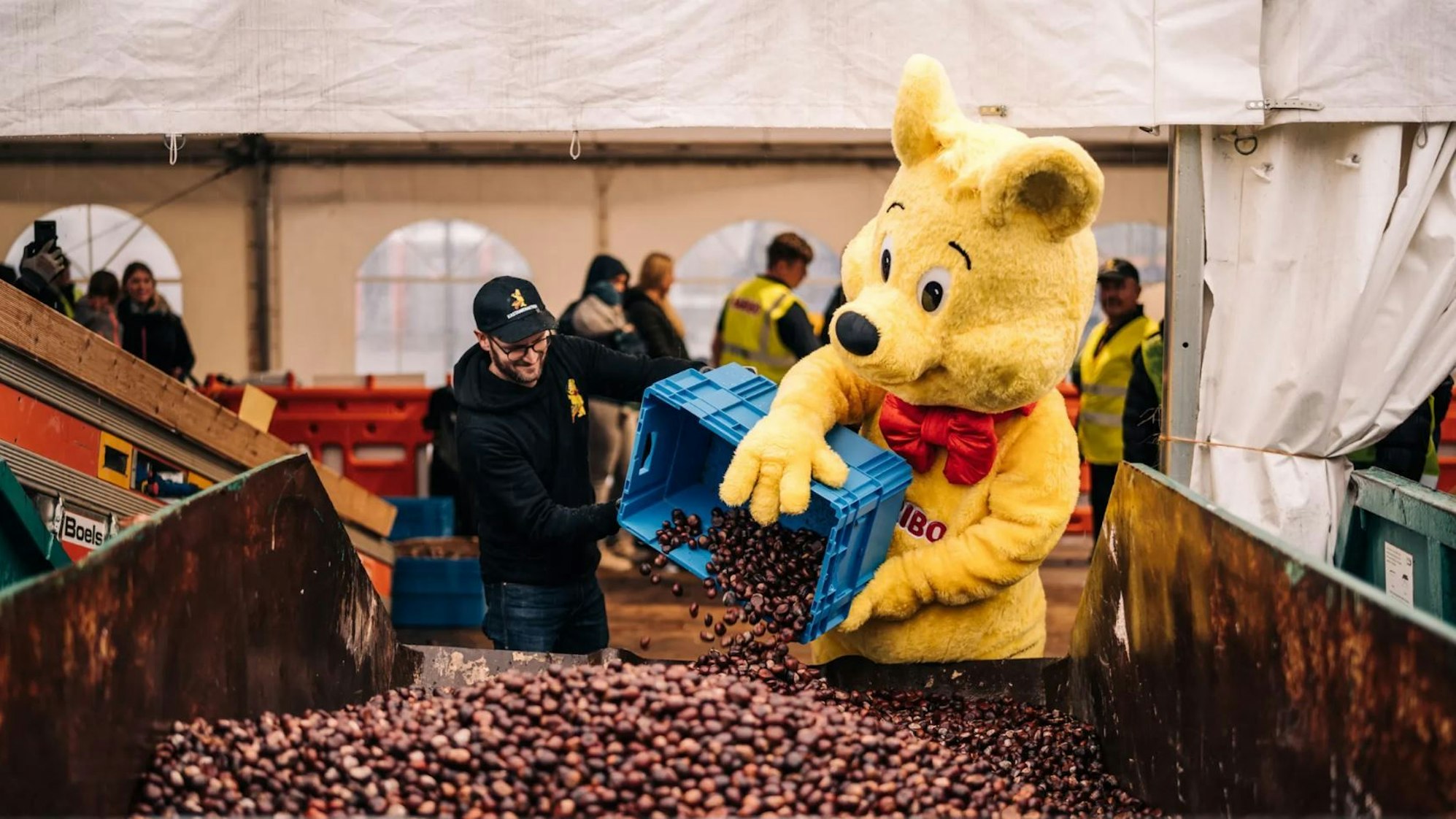Bei der Haribo-Kastanienaktion in Grafschaft kamen in 2023 stolze 270 Tonnen Kastanien zusammen – ein Rekord. Auf dem Archivbild ist dargestellt, wie ein Haribo-Mitarbeiter mit einem als Haribo-Goldbären verkleideten Menschen Kastanien in einen Container schütten.