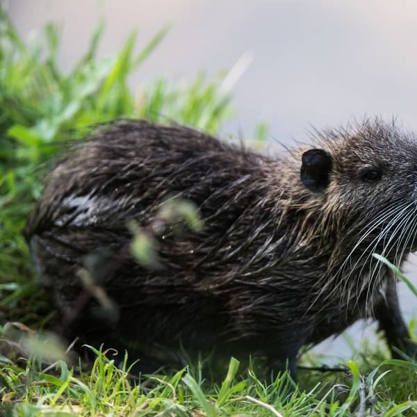 Wir sehen eine Nutria am Ufer.
