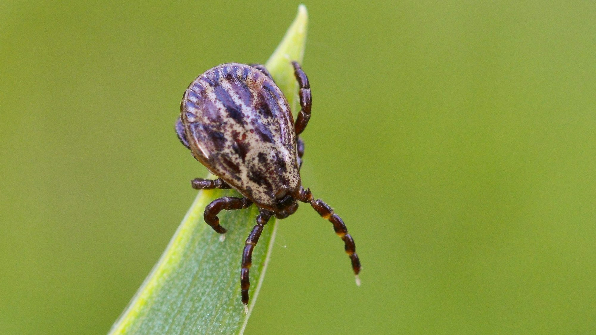 Detailaufnahme einer Zecke, die sich auf einem Blatt befindet.
