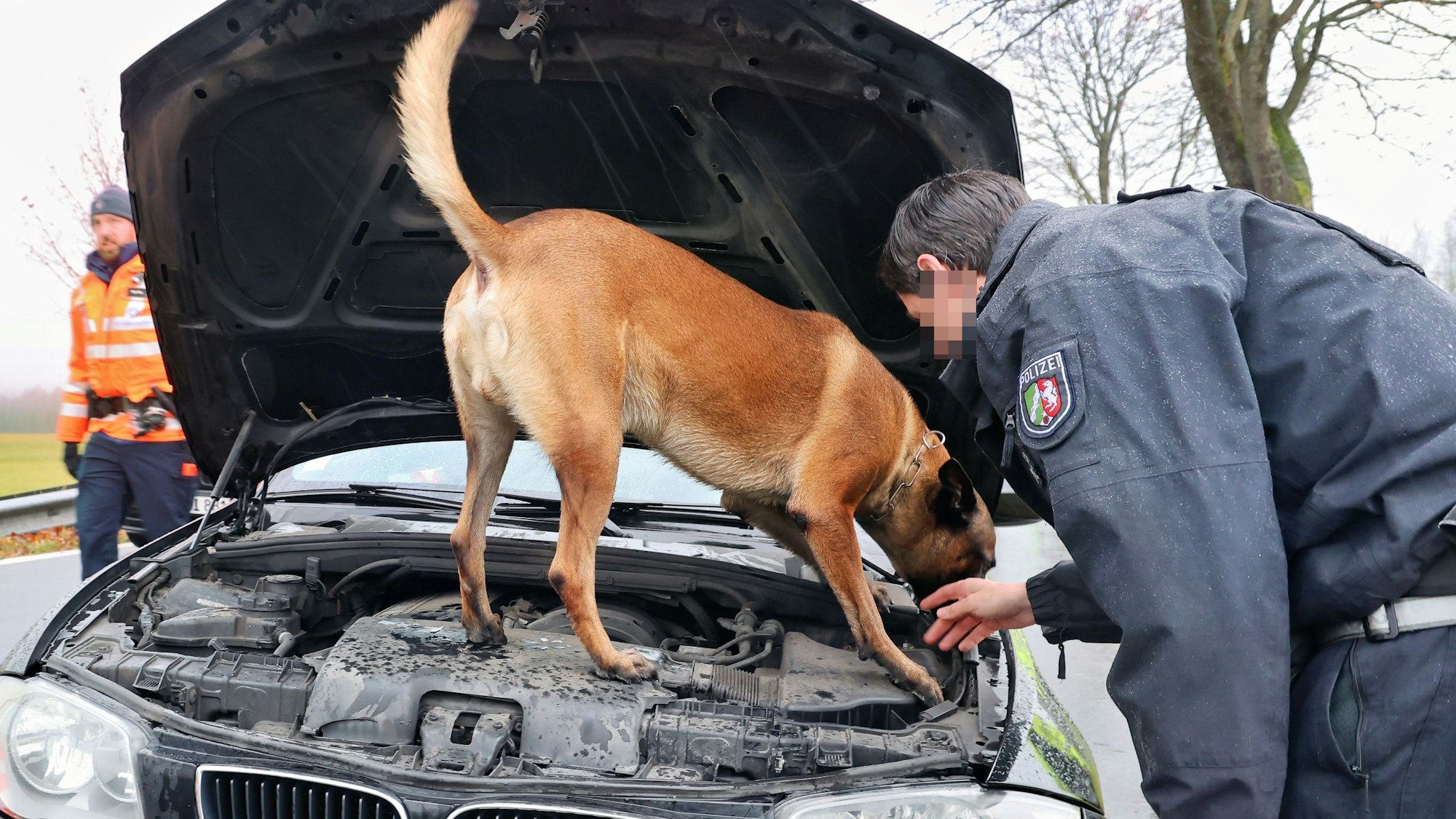 Unter Anleitung des Hundeführers sucht der Rauschgiftspürhund unter der geöffneten Motorhaube nach versteckten Drogen.
