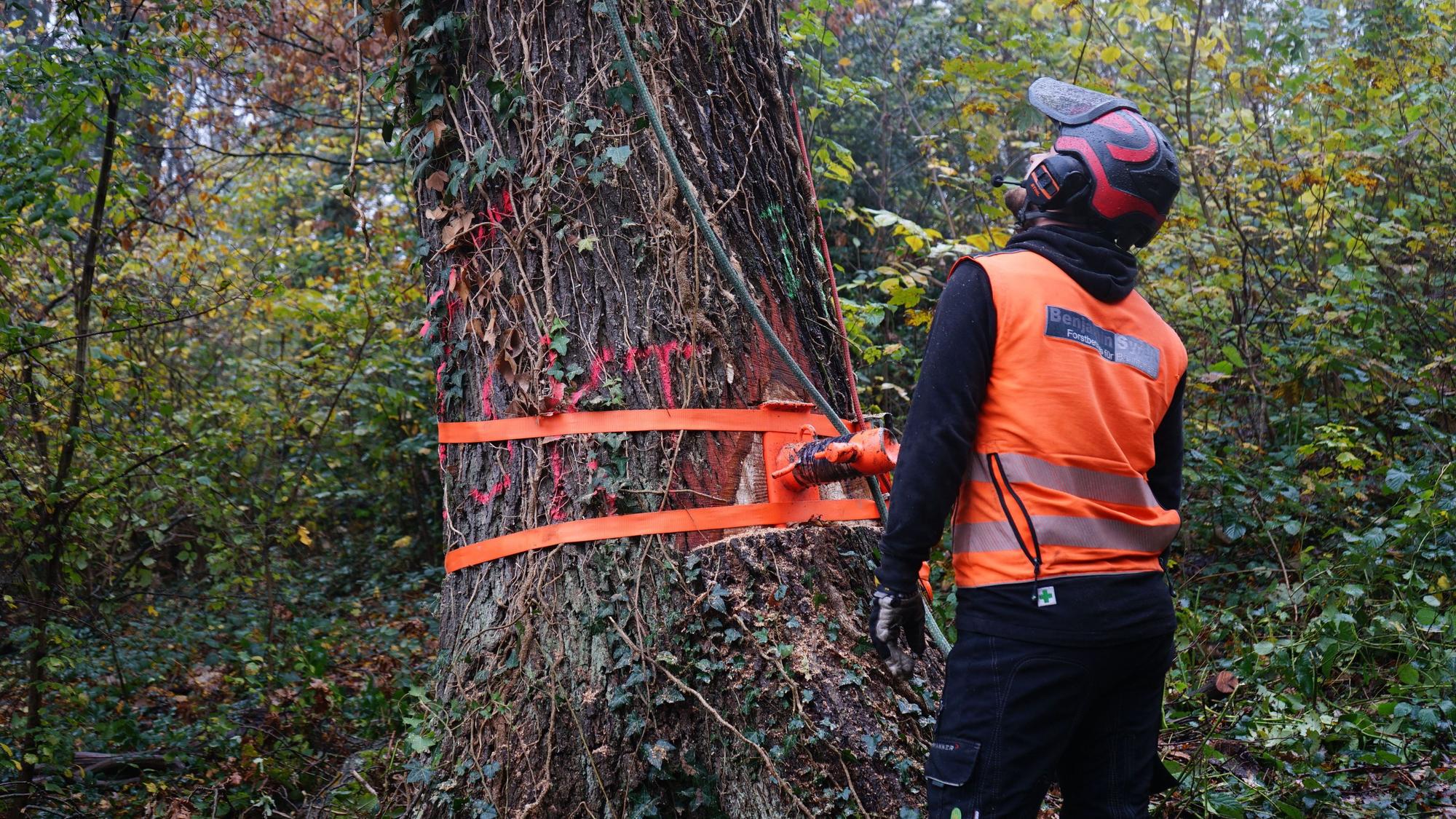 Ein Baumkletterer steht in einer orangen Weste vor einem abgesicherten Baum.
