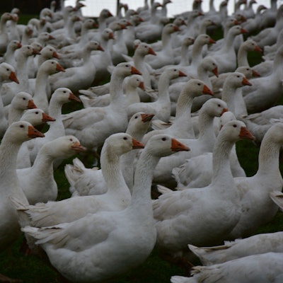 Gänse stehen auf einem Feld.