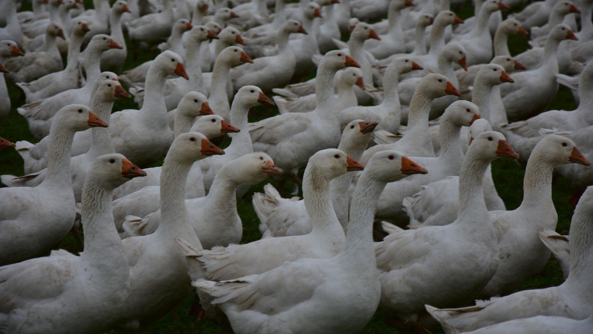 Gänse stehen auf einem Feld.
