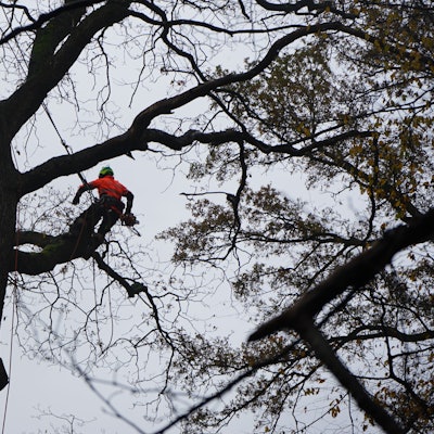 Das Bild zeigt einen Baumkletterer in einem Baumwipfel. Der Mann ist an einem Seil befestigt und sägt mit einer Motorsäge an einem Ast.