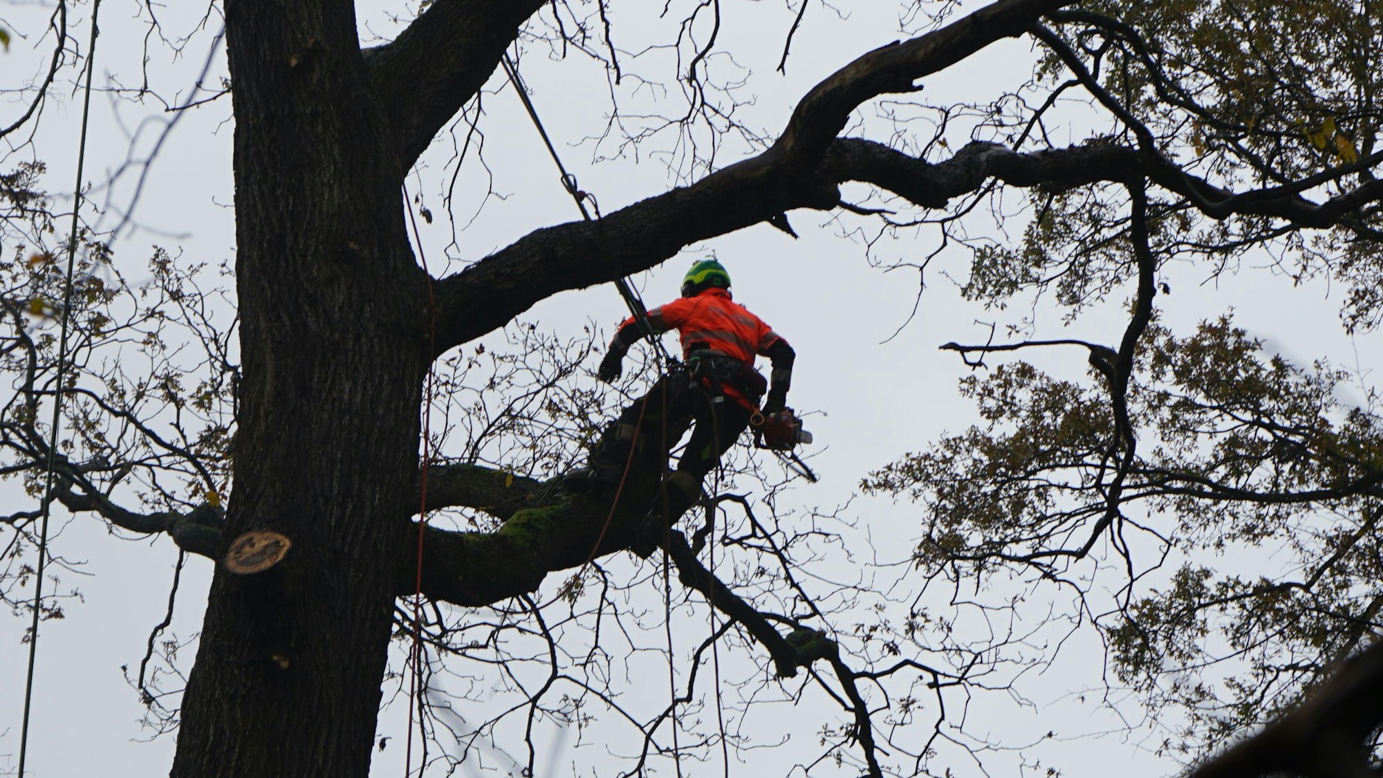 Das Bild zeigt einen Baumkletterer in einem Baumwipfel. Der Mann ist an einem Seil befestigt und sägt mit einer Motorsäge an einem Ast.