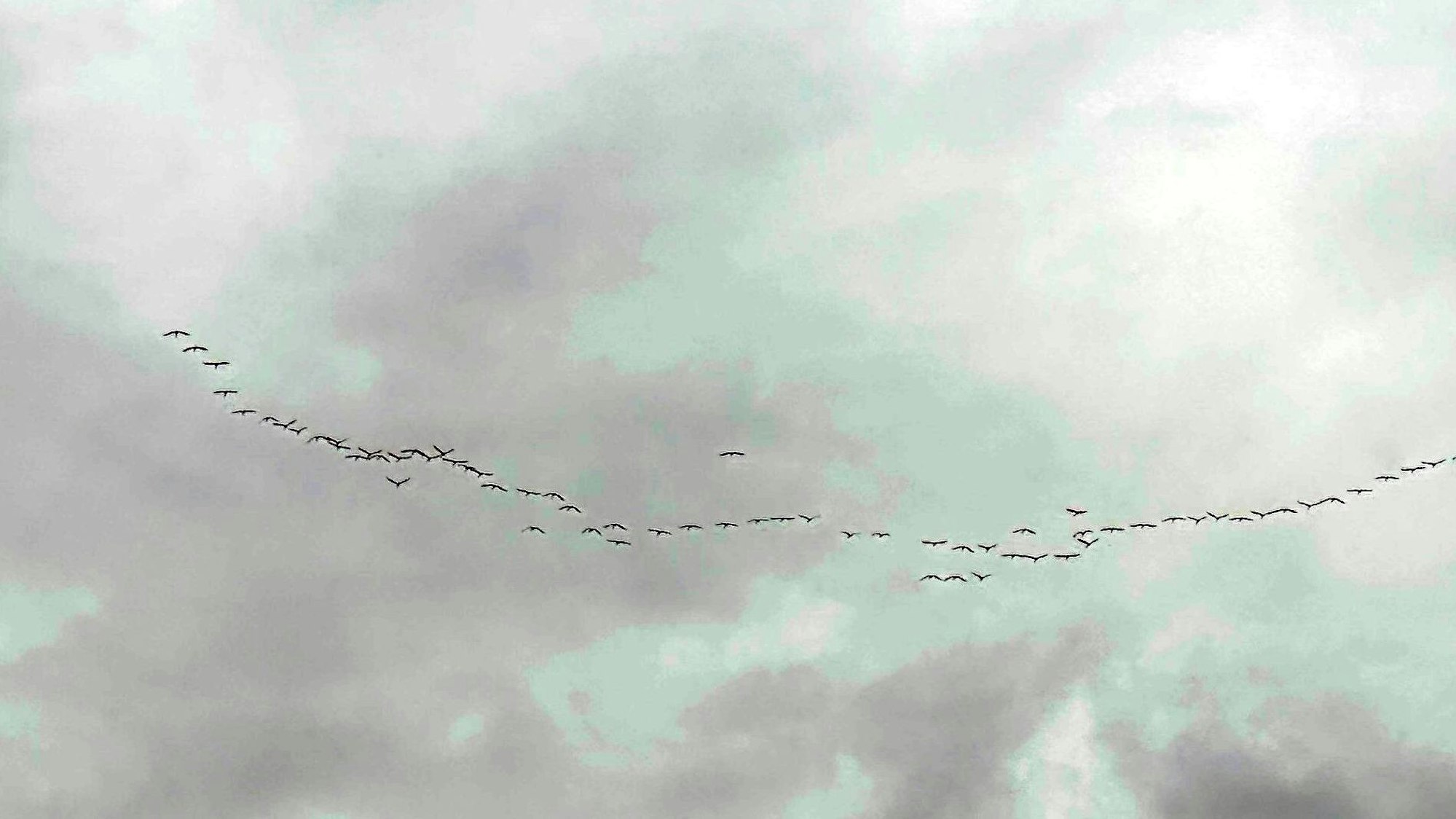 Kraniche fliegen in den Süden. Hier eine Aufnahme aus dem Rhein-Sieg-Kreis.