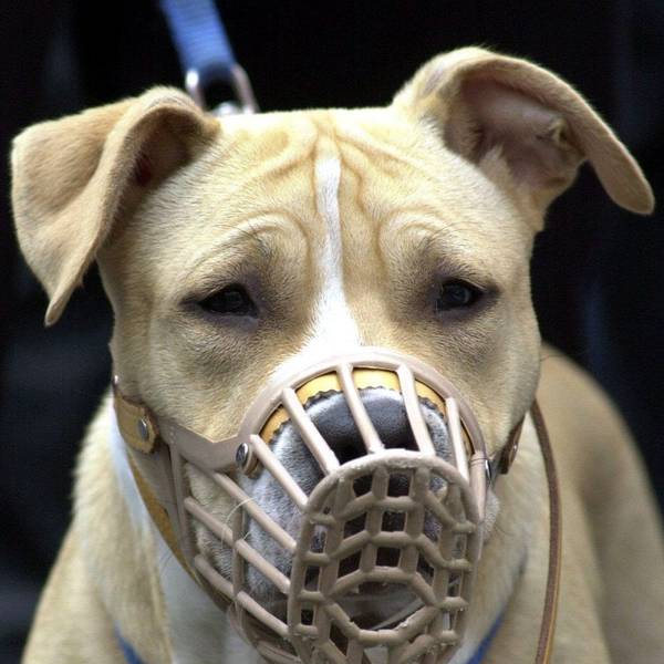 Ein American Staffordshire Terrier mit Maulkorb