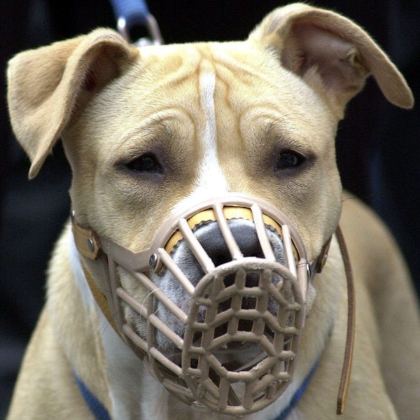 Ein American Staffordshire Terrier mit Maulkorb