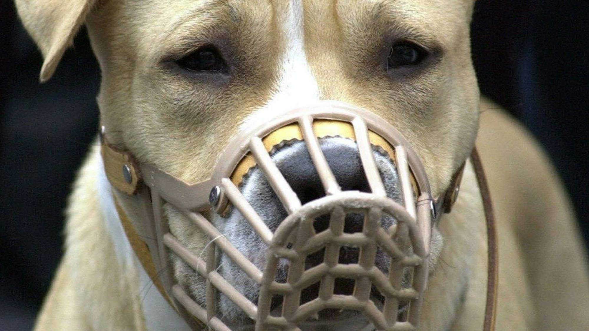 Ein American Staffordshire Terrier mit Maulkorb