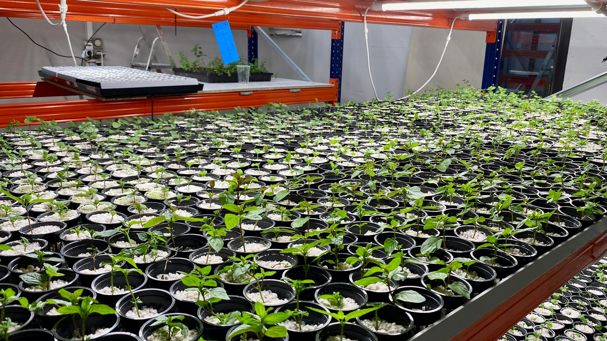 Auf dem Foto sind die Regale zu sehen, in denen die Pflanzen wachsen.