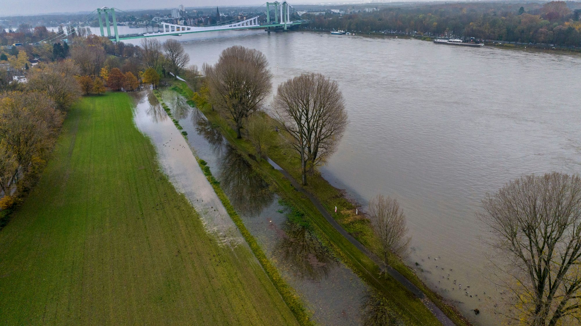 Blick auf das Hochwasser an den Poller Wiesen bei trübem Herbstwetter. Im Hintergrund ist die Rodenkirchener Autobahnbrücke zu sehen.