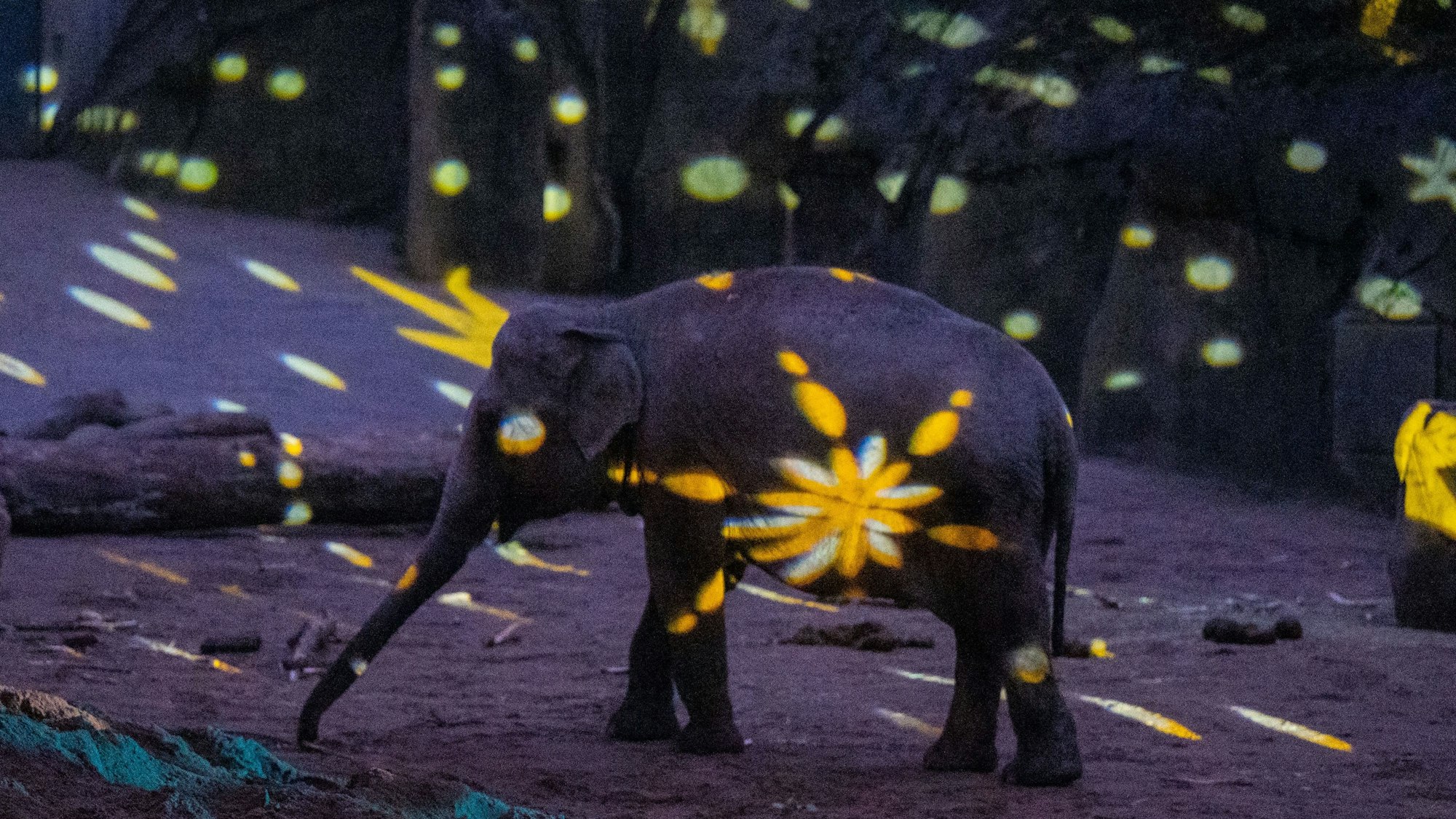 Weihnachtliche Beleuchtung und Dekoration im Zoo in der Adventszeit 2022.