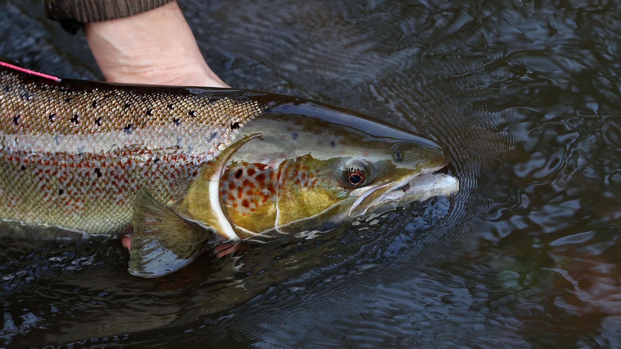 Ein laichreifer Lachs wird im Wasser knapp über der Wasseroberfläche festgehalten.
