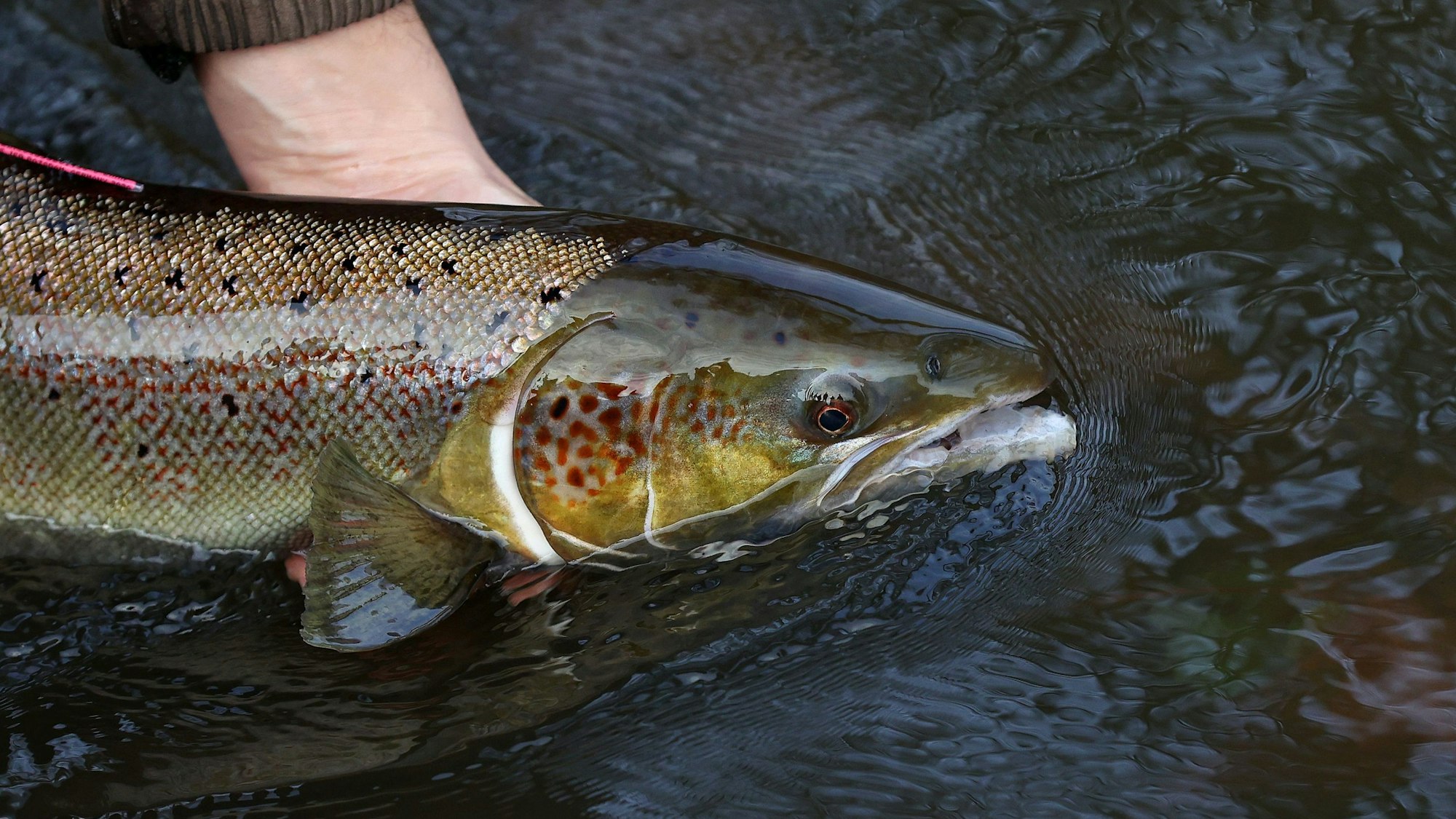 Ein laichreifer Lachs wird im Wasser knapp über der Wasseroberfläche festgehalten.