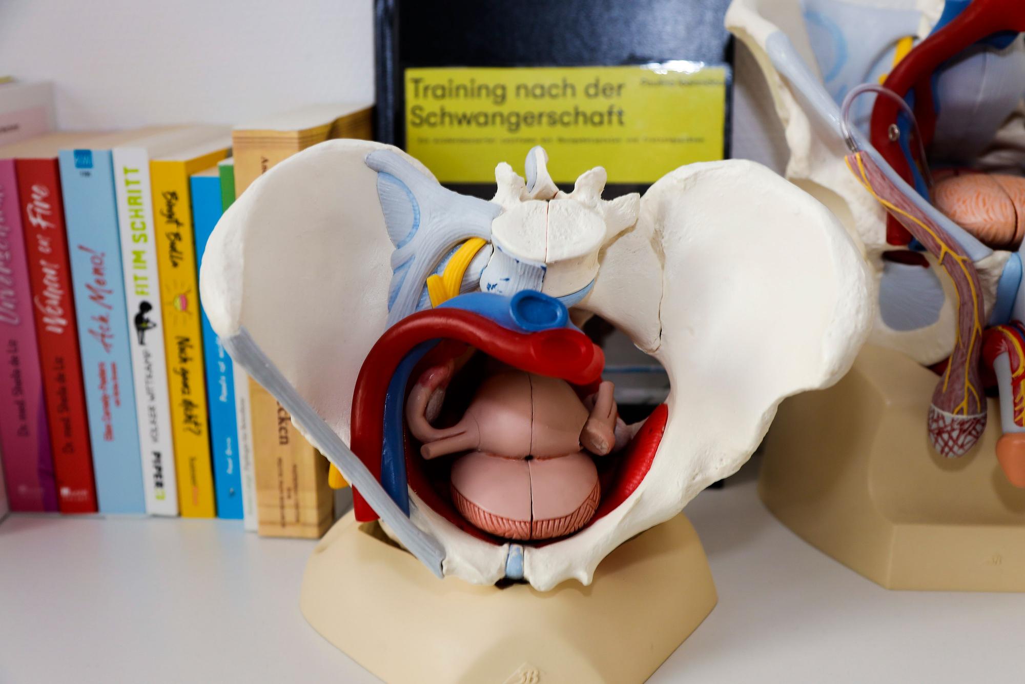Ein Modell des Beckens: Der Beckenboden schließt die Knochen nach unten hin ab – und sorgt dafür, dass die Organe im Bauchraum dort bleiben, wo sie hingehören.