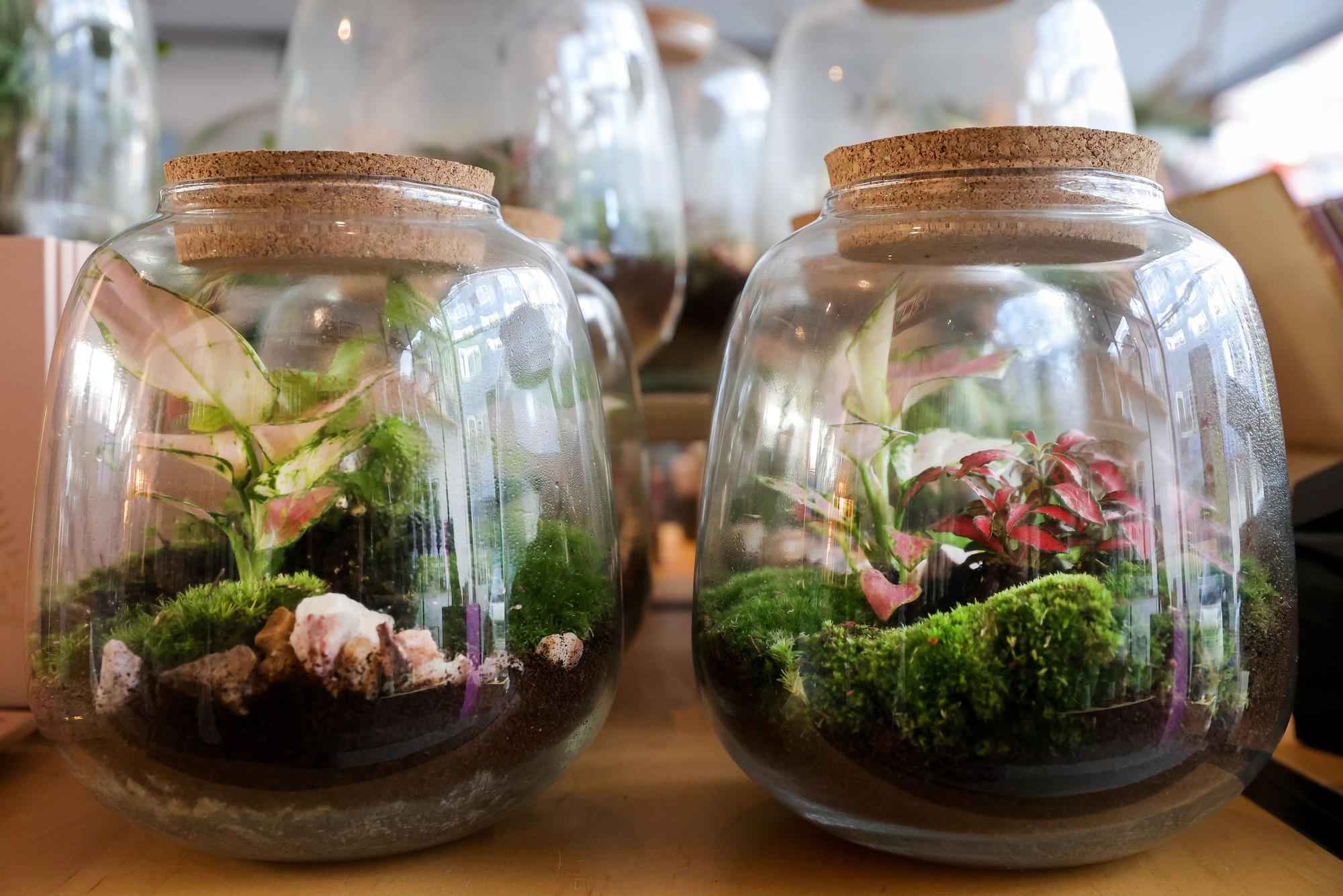 Die Terrarien im Glas sind ein Verkaufsrenner.