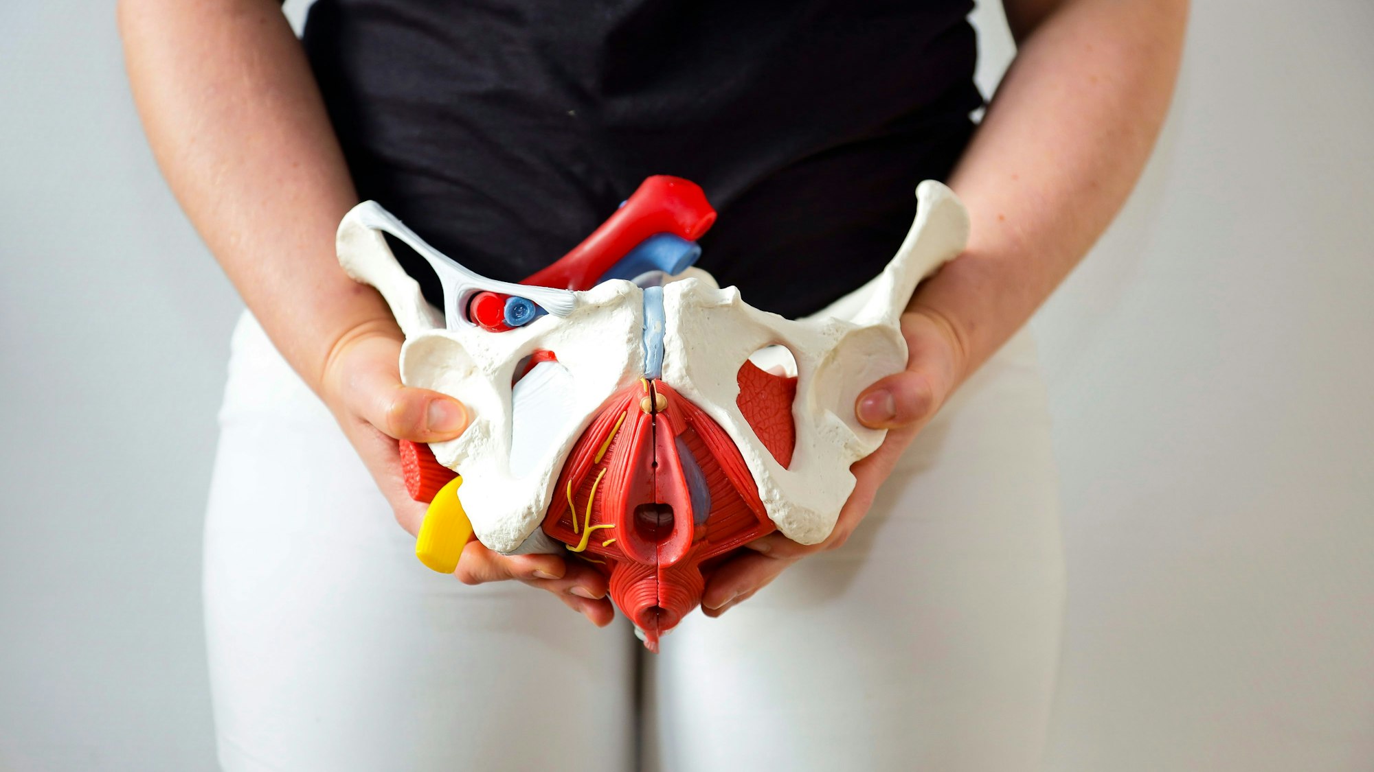 Die rote Schicht unten im Modell stellt den Beckenboden dar. Er sorgt dafür, dass die Organe im Bauchraum bleiben, wo sie hingehören.