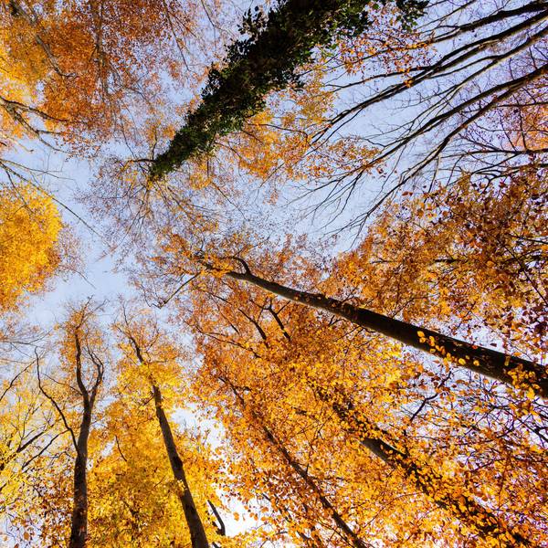 Von unten fotografierte Baumkronen leuchten herbstlich in orange.
