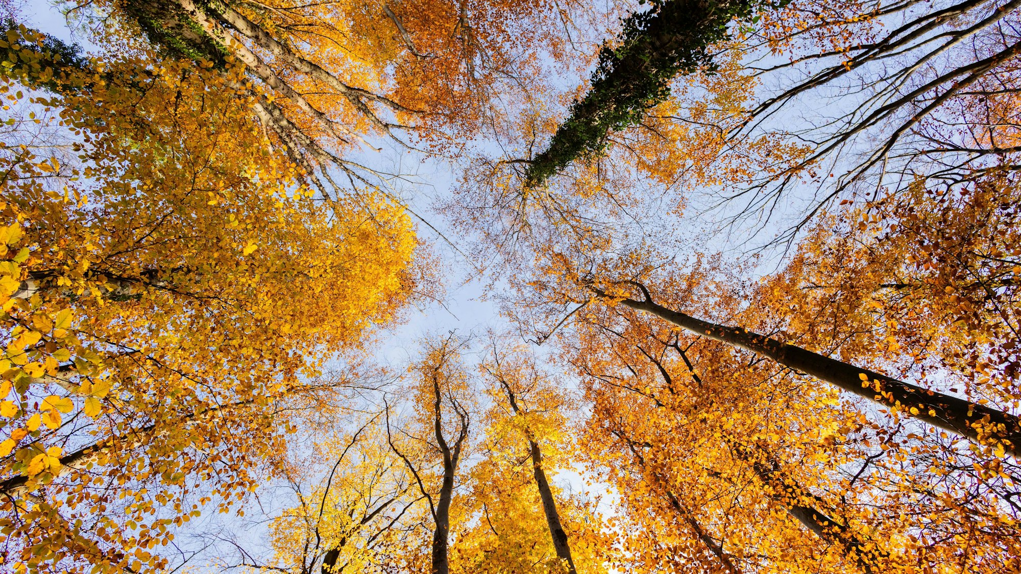 Von unten fotografierte Baumkronen leuchten herbstlich in orange.