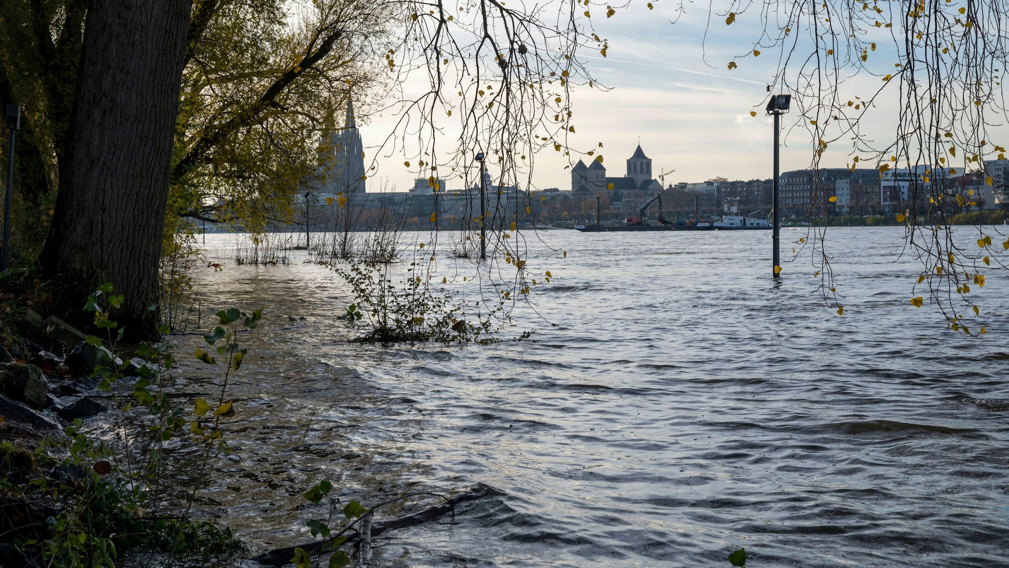 Blick auf das Wasser des Rheines im Rheinpark. Links steht ein Baum, rechts steht ein Scheinwerfer auf einem Mast im Wasser.