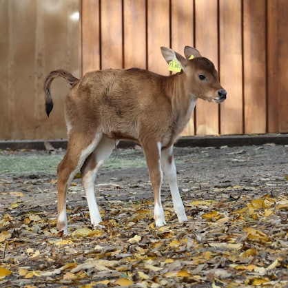 Banteng-Kälbchen