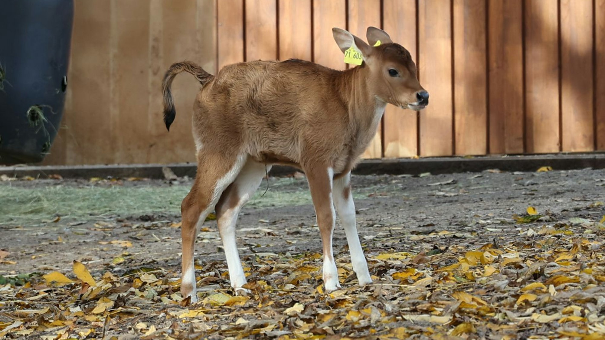 Banteng-Kälbchen