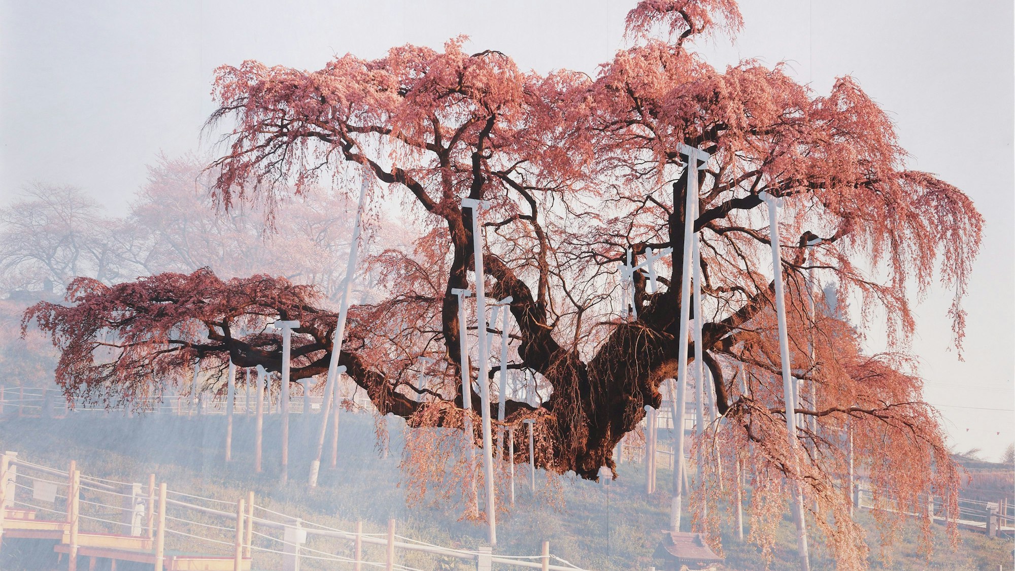 Ein Baum mit Krücken steht in der Landschaft.