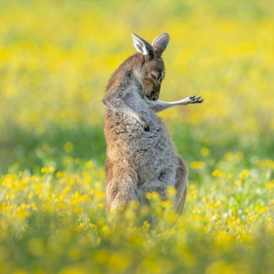 Fotograf Jason Moore hat mit seinem Luftgitarre spielenden Känguru die „Comedy Wildlife Photography Awards“ 2023 gewonnen.