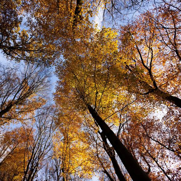 22.11.2023, Nordrhein-Westfalen, Düsseldorf: Bäume mit herbstlichem Laub stehen im Stadtwald. Landwirtschaftsministerin Gorißen stellt am 23. November 2023 den Waldzustandsbericht im Landtag vor. Dürre, Brände und Käferbefall haben den Wäldern in den vergangenen Jahren stark zugesetzt. Foto: Rolf Vennenbernd/dpa +++ dpa-Bildfunk +++