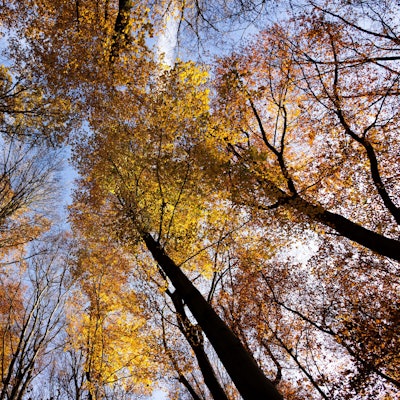 22.11.2023, Nordrhein-Westfalen, Düsseldorf: Bäume mit herbstlichem Laub stehen im Stadtwald. Landwirtschaftsministerin Gorißen stellt am 23. November 2023 den Waldzustandsbericht im Landtag vor. Dürre, Brände und Käferbefall haben den Wäldern in den vergangenen Jahren stark zugesetzt. Foto: Rolf Vennenbernd/dpa +++ dpa-Bildfunk +++