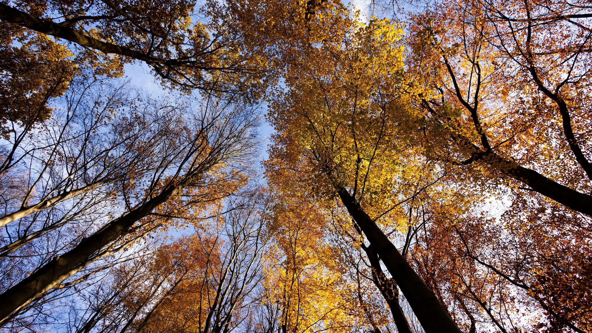 22.11.2023, Nordrhein-Westfalen, Düsseldorf: Bäume mit herbstlichem Laub stehen im Stadtwald. Landwirtschaftsministerin Gorißen stellt am 23. November 2023 den Waldzustandsbericht im Landtag vor. Dürre, Brände und Käferbefall haben den Wäldern in den vergangenen Jahren stark zugesetzt. Foto: Rolf Vennenbernd/dpa +++ dpa-Bildfunk +++