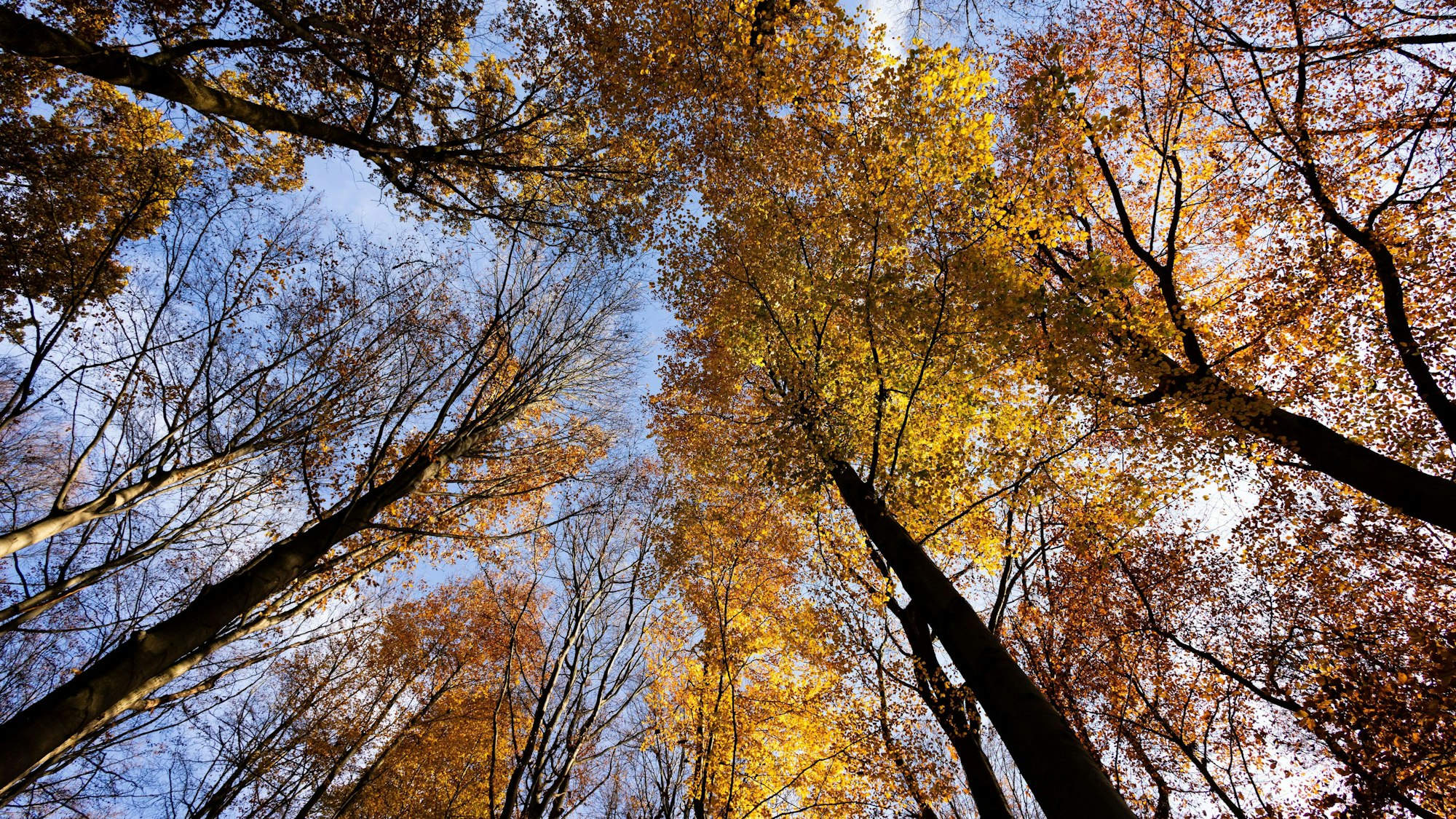 22.11.2023, Nordrhein-Westfalen, Düsseldorf: Bäume mit herbstlichem Laub stehen im Stadtwald. Landwirtschaftsministerin Gorißen stellt am 23. November 2023 den Waldzustandsbericht im Landtag vor. Dürre, Brände und Käferbefall haben den Wäldern in den vergangenen Jahren stark zugesetzt. Foto: Rolf Vennenbernd/dpa +++ dpa-Bildfunk +++