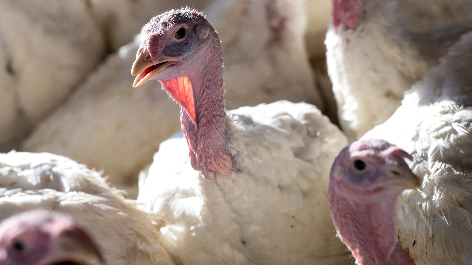 ARCHIV - 28.02.2023, -: Vierzehn Wochen alte Puten stehen in einem Putenstall. Die Vogelgrippe ist in den vergangenen Tagen in zwei deutschen Geflügelhöfen ausgebrochen und zudem in einem dänischen nahe der deutschen Grenze. (Symbolbild zu dpa «Vogelgrippe bricht in Geflügelhöfen von Deutschland und Dänemark aus») Foto: Sven Hoppe/dpa +++ dpa-Bildfunk +++