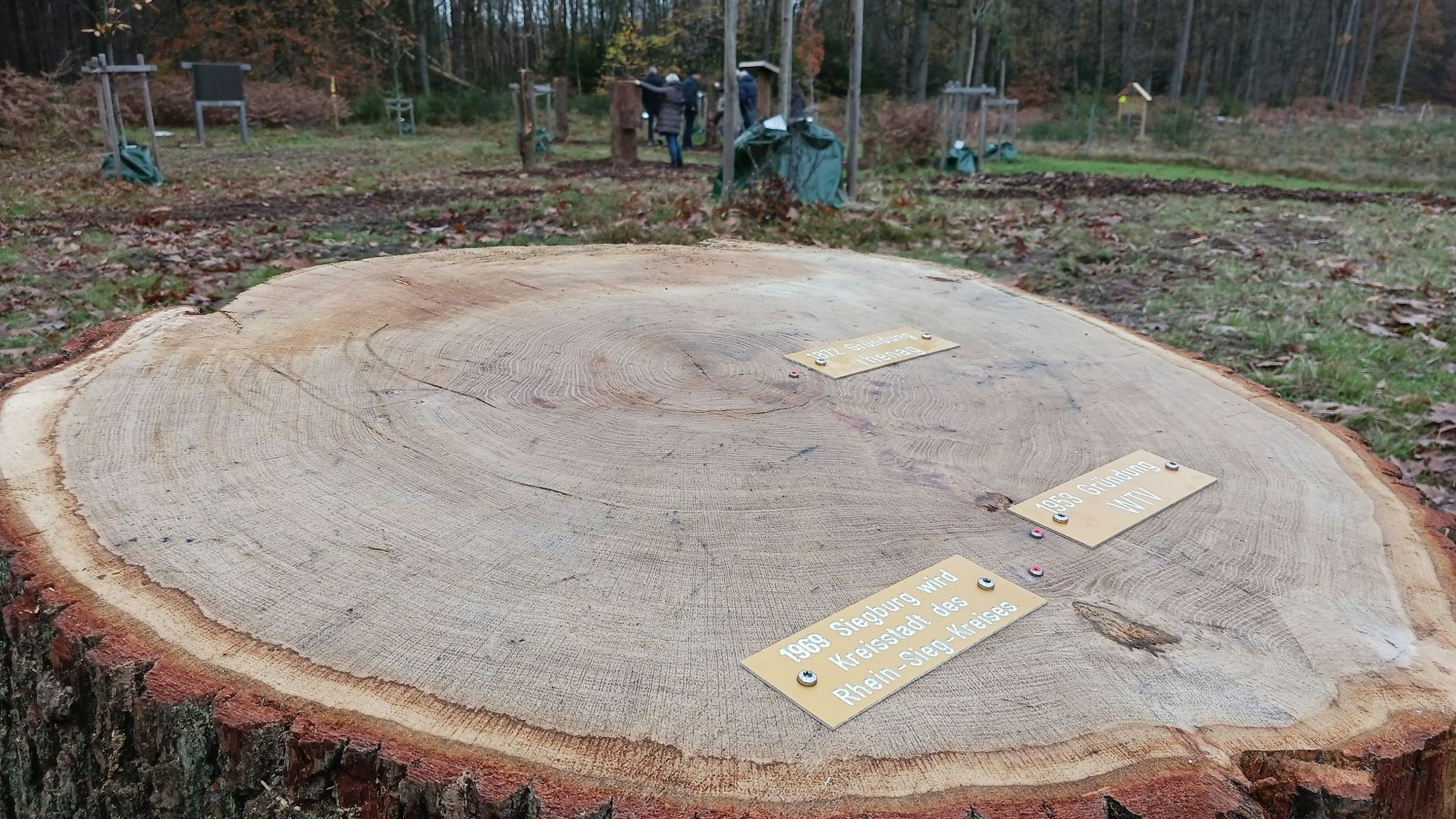 Ein Baumstumpf mit Jahresringen, an denen Metallplaketten befestigt sind